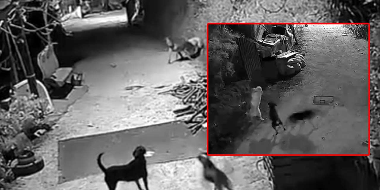 Aç kalan kurtlar köye indi, güvenlik kamerasının önünde köpeği boğup götürdü!