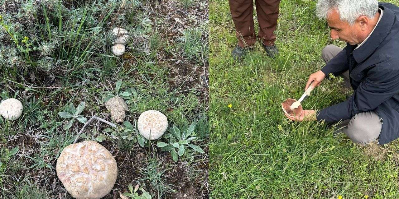 Kırıkkale Balışeyh'te mantar bereketi! Mehmetbey Obası'nda vatandaşlar araziye akın etti