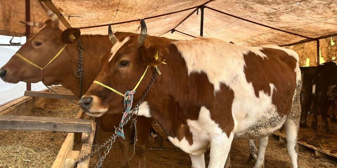 Kurban kesenler dikkat! Kusurlu kurbanda bedel iadesi ve tazminat hakkınız var