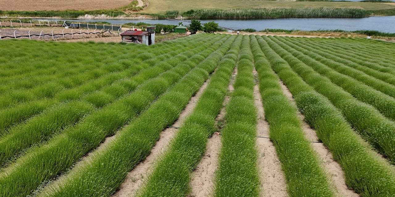 Kırıkkaleliler fotoğraf makinelarını hazırlayın! Karaahmetli Lavanta Bahçesi 2026 sezonunu açıyor