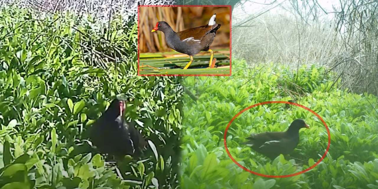 Kırıkkale su tavuğu için 3 ay beklediler: Fotokapandan çıkan görüntü herkesi büyüledi!