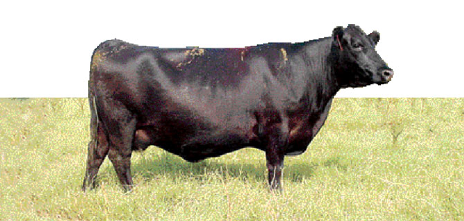 İthal et listesinde Angus da var