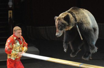 Rus sirkinde ayılar cambazlık, kanguru Charley ise boks yaptı