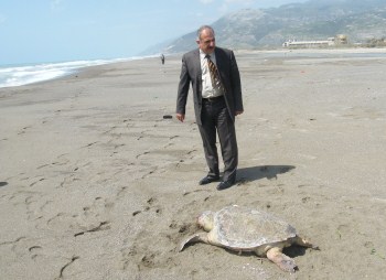 İki deniz kaplumbağası sahilde ölü bulundu