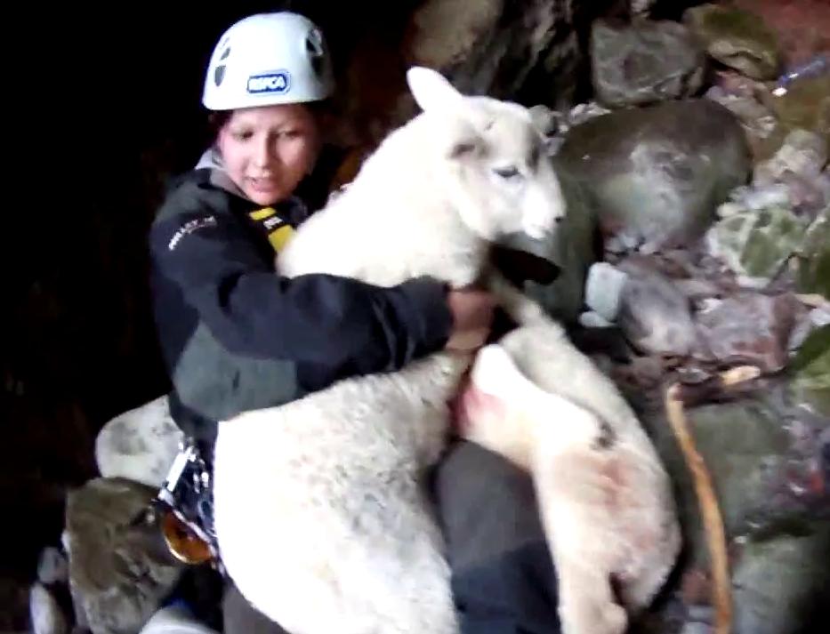 Uçuruma düşen kuzuları böyle kurtardılar