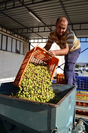 Tariş Burhaniye'de yeşil zeytin alımına başladı