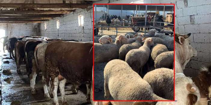 Kırıkkale’de kurban alacaklar dikkat: Sahte hisse ve iban oyununa gelmeyin!