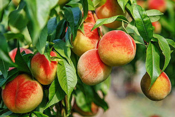 istockphoto-487108266-612x612.jpg