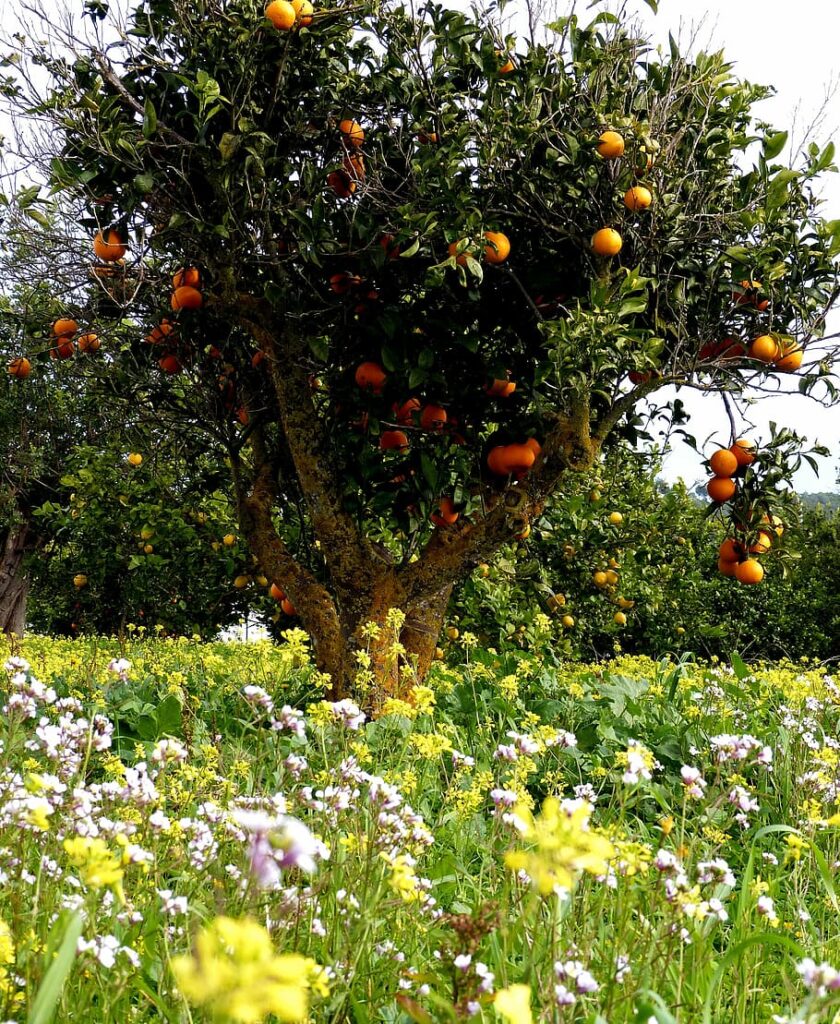 meyve-agaci-bakimi-840x1024.jpg