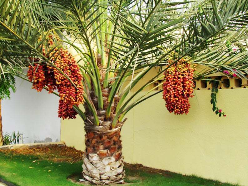 tuplu-phoenix-canariensis-hurma-palmiyesi-fidani-209-jpg.jpeg