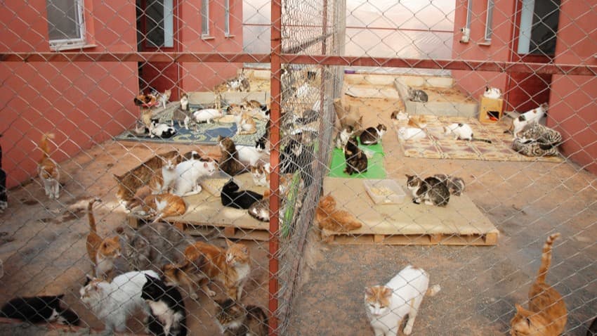 barinaktan-kedi-sahiplenme-67ea.jpg
