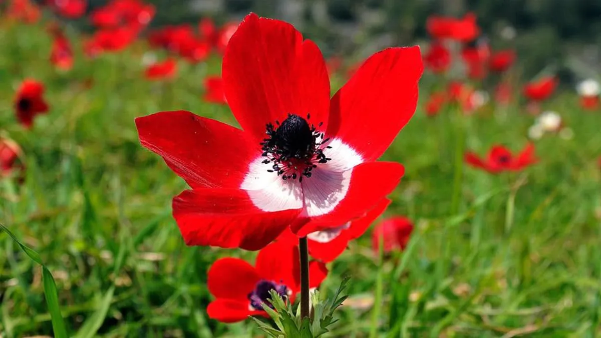 cemre5.webp