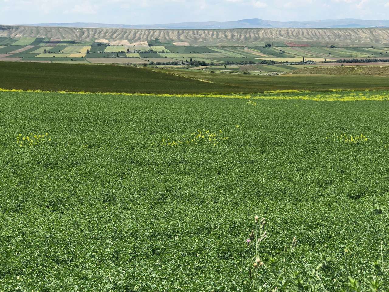 tarim2