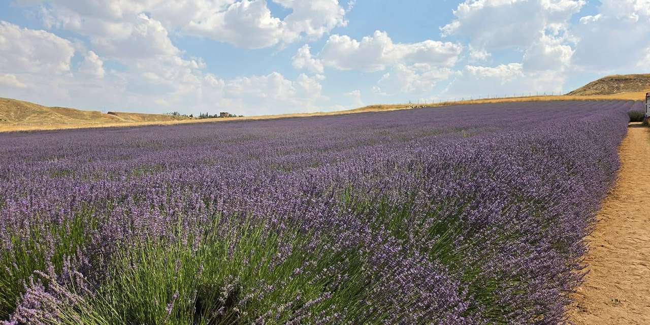 kirikkale-lavanta-tarlasi-sezon-acildi
